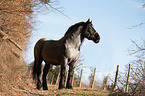 standing Noriker Horse