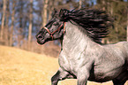 galloping Noriker Horse