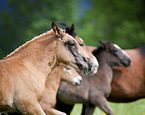 Noriker horse foals