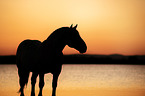 standing Noriker Horse