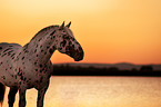 Noriker Horse at sunset