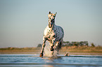 galloping Noriker Horse