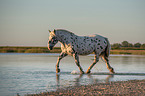 trotting Noriker Horse