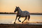 galloping Noriker Horse
