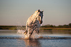 galloping Noriker Horse