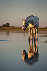 standing Noriker Horse