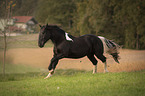 running Noriker