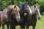 Noriker Horse with Percheron