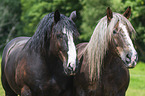 Noriker Horse with Percheron