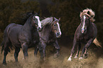 Noriker Horse with Percheron