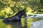 bathing Noriker