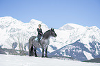 woman rides Noriker Horse