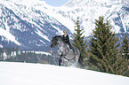 woman rides Noriker Horse