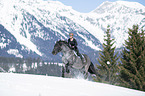 woman rides Noriker Horse