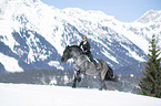woman rides Noriker Horse