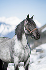 Noriker Horse Portrait