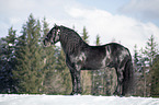 Noriker Horse Stallion
