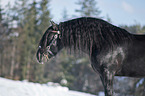 Noriker Horse Stallion Portrait