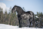 Noriker Horse Stallion