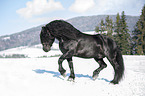 trotting Noriker Horse Stallion