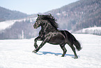 galloping Noriker Horse Stallion