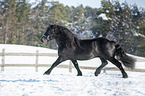 trotting Noriker Horse Stallion