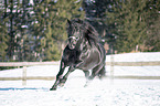 galloping Noriker Horse Stallion