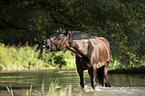 Noriker Horse in the water