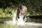 Noriker Horse in the water