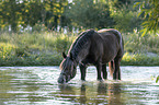 Noriker Horse in the water