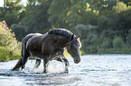 Noriker Horse in the water