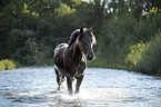 Noriker Horse in the water