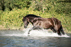 Noriker Horse in the water