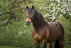 Noriker Horse Portrait
