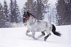 galloping Noriker Horse Stallion