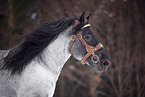 Noriker Horse Stallion Portrait