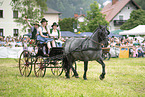 Noriker horse in front of carriage