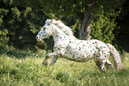 Noriker Horse