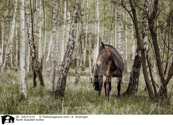 Nordschwedischer Traber / North Swedish trotter / AA-01210
