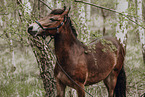 North Swedish trotter