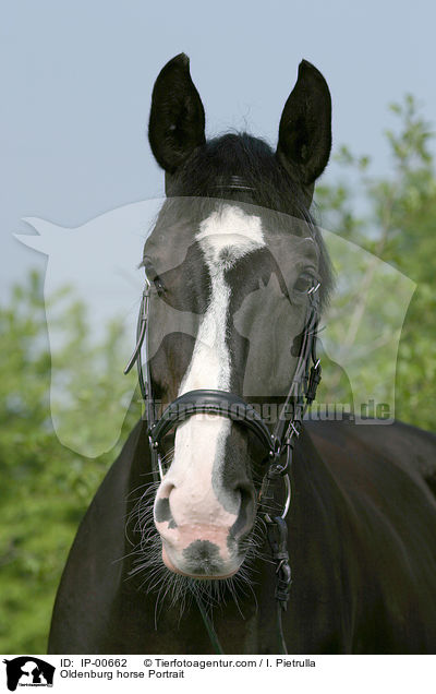 Oldenburger Portrait / Oldenburg horse Portrait / IP-00662