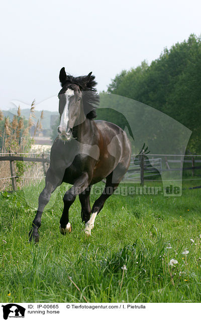 Oldenburger im Galopp / running horse / IP-00665