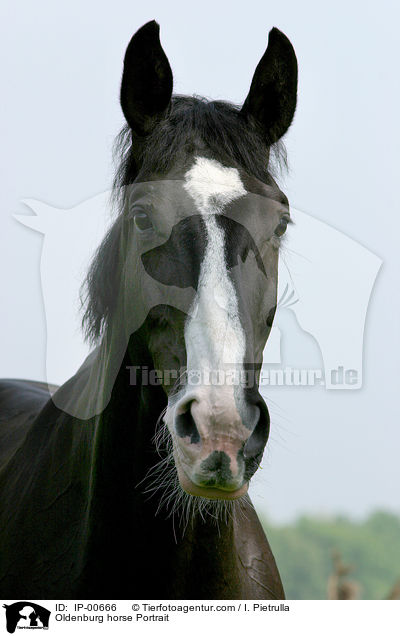 Oldenburg horse Portrait / IP-00666