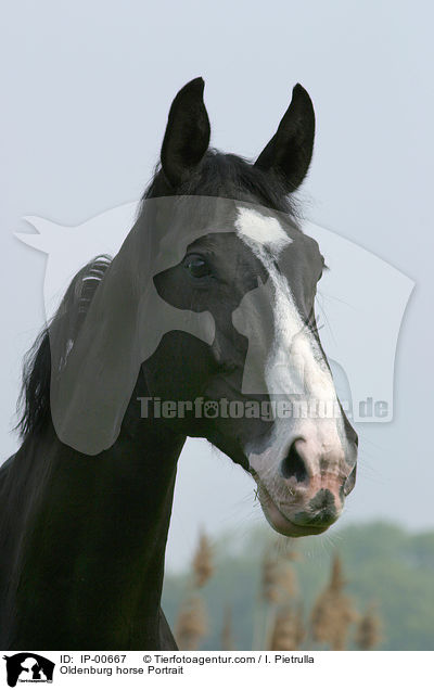 Oldenburger Portrait / Oldenburg horse Portrait / IP-00667