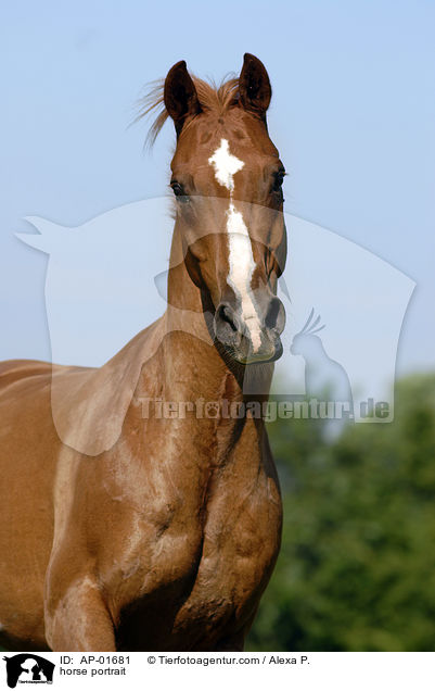 horse portrait / AP-01681