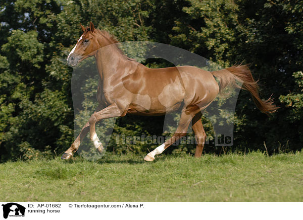 running horse / AP-01682