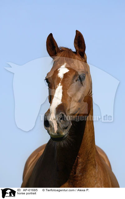 Oldenburger Portrait / horse portrait / AP-01685