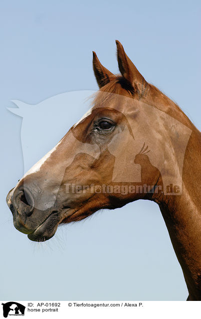 horse portrait / AP-01692