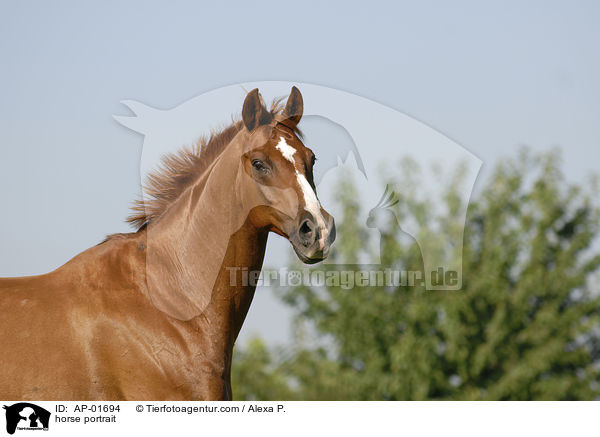 horse portrait / AP-01694