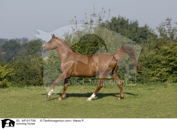 rennender Oldenburger / running horse / AP-01706